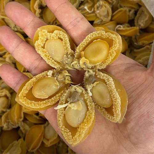 精品大连鲍鱼靓货，肉质细嫩鲜而不腻营养丰富