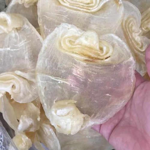 野生白鳘赤嘴9头批发，个大肉厚赤嘴鳘鱼胶批发